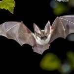 Dơi số mấy? Bật mí bí ẩn giấc mơ thấy dơi và con số may mắn đi kèm