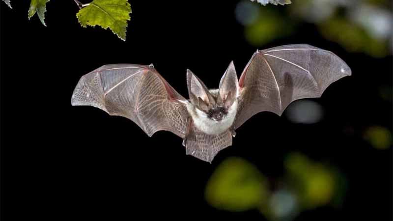 Dơi số mấy? Bật mí bí ẩn giấc mơ thấy dơi và con số may mắn đi kèm 