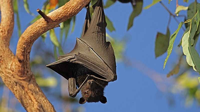 Dơi số mấy? Bật mí bí ẩn giấc mơ thấy dơi và con số may mắn đi kèm