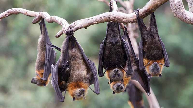 Dơi số mấy? Bật mí bí ẩn giấc mơ thấy dơi và con số may mắn đi kèm