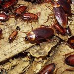 Gián số mấy? Bật mí bí ẩn giấc mơ thấy gián và vận may đi kèm