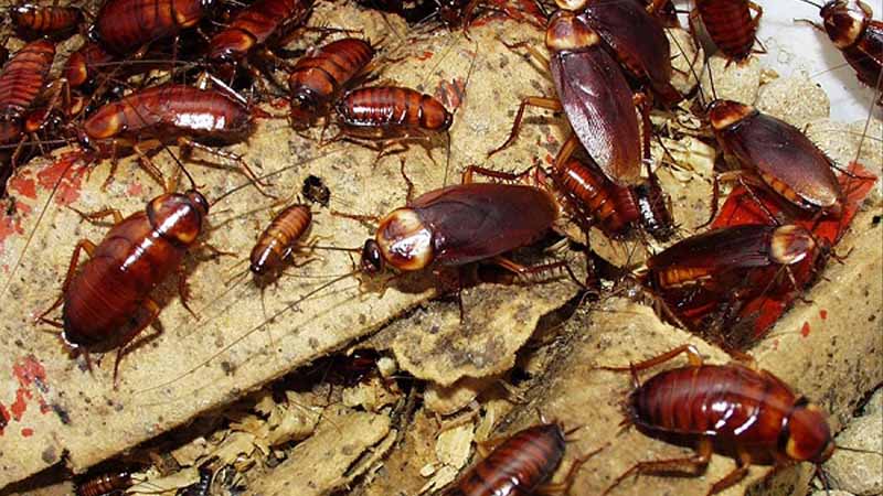 Gián số mấy? Bật mí bí ẩn giấc mơ thấy gián và vận may đi kèm 