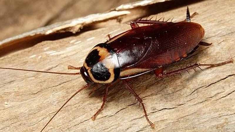 Gián số mấy? Bật mí bí ẩn giấc mơ thấy gián và vận may đi kèm