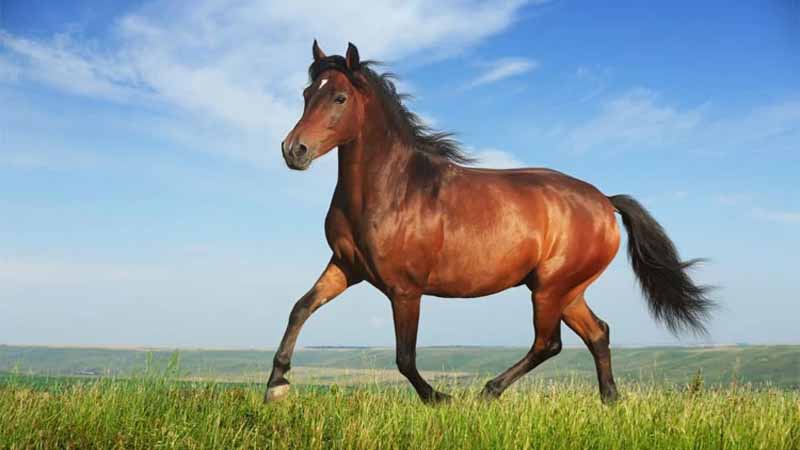 Ngựa số mấy? Giải mã mơ thấy ngựa và dấu hiệu may mắn, tài lộc đủ nè 