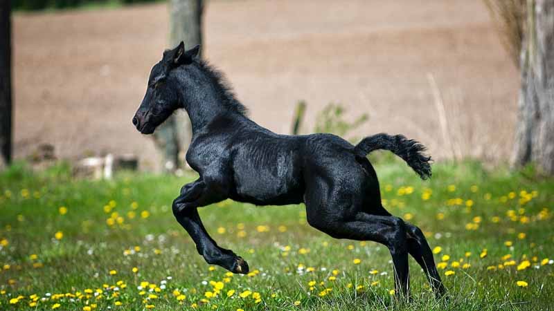 Ngựa số mấy? Giải mã mơ thấy ngựa và dấu hiệu may mắn, tài lộc đủ nè 