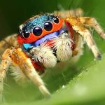 Nhện số mấy? Bật mí ý nghĩa khi mơ thấy nhện và con số tài lộc