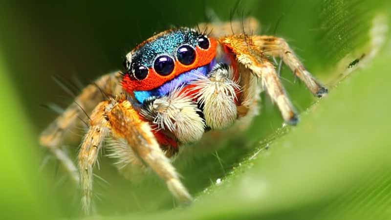 Nhện số mấy? Bật mí ý nghĩa khi mơ thấy nhện và con số tài lộc 