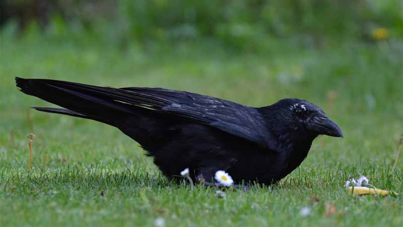 Quạ số mấy? Giải mã mơ thấy quạ mang điềm xui hay tài lộc? 