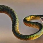 Rắn số mấy? Giải mã ý nghĩa giấc mơ thấy rắn và con số may mắn theo từng chi tiết