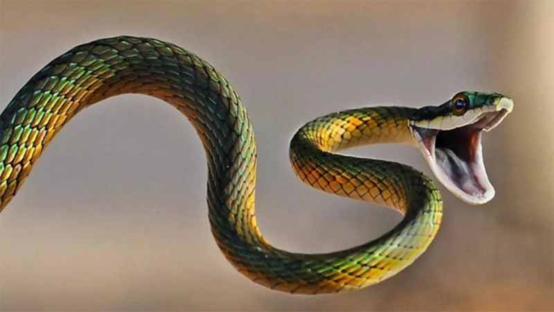 Rắn số mấy? Giải mã ý nghĩa giấc mơ thấy rắn và con số may mắn theo từng chi tiết 