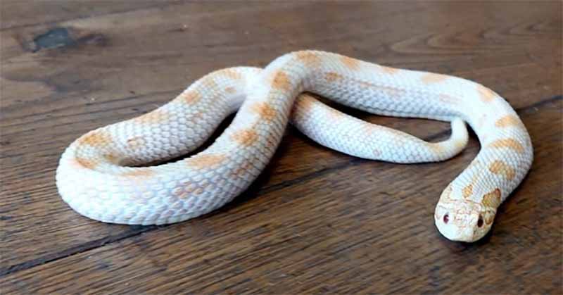 Rắn số mấy? Giải mã ý nghĩa giấc mơ thấy rắn và con số may mắn theo từng chi tiết 