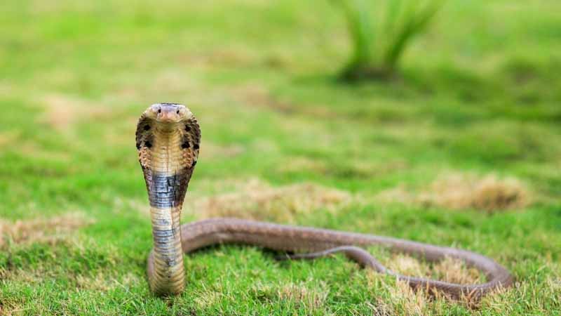 Rắn số mấy? Giải mã ý nghĩa giấc mơ thấy rắn và con số may mắn theo từng chi tiết 