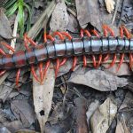 Rết số mấy? Giải mã giấc mơ thấy rết và con số tài lộc chuẩn nhất