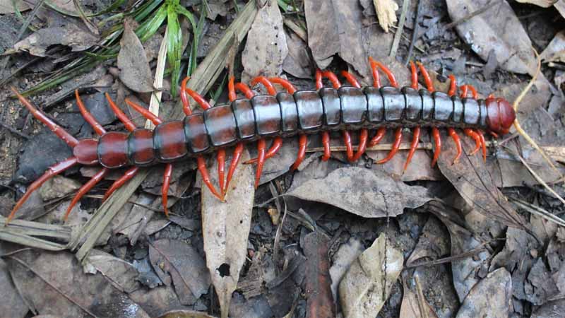 Rết số mấy? Giải mã giấc mơ thấy rết và con số tài lộc chuẩn nhất 