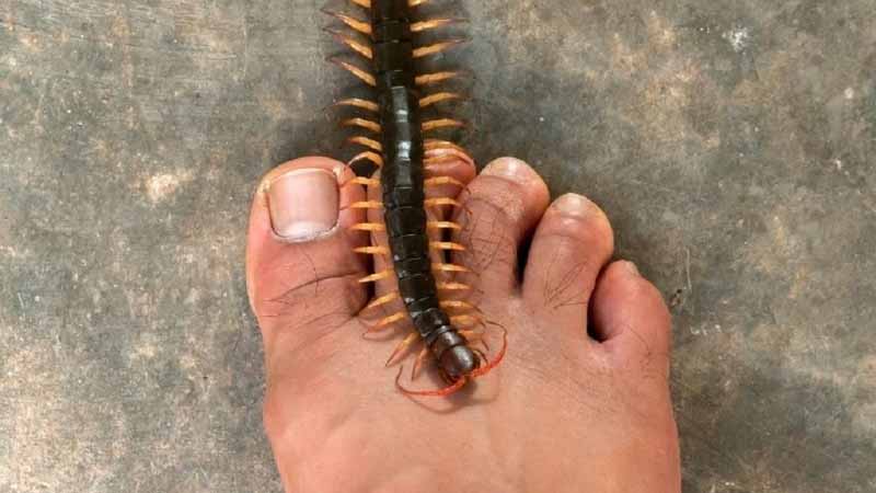 Rết số mấy? Giải mã giấc mơ thấy rết và con số tài lộc chuẩn nhất