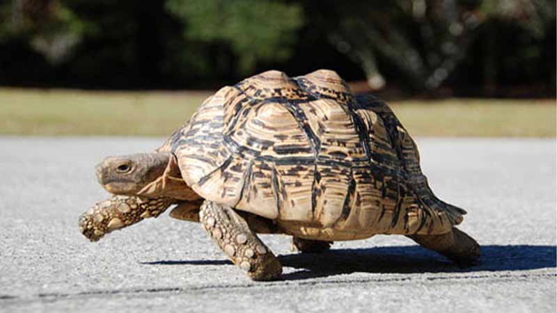 Rùa số mấy? Hé lộ điềm báo và con số tài lộc khi mơ thấy rùa