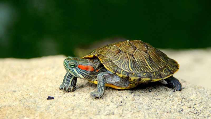 Rùa số mấy? Hé lộ điềm báo và con số tài lộc khi mơ thấy rùa