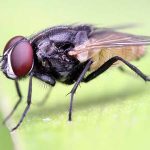 Ruồi số mấy? Bật mí ý nghĩa khi bạn mơ thấy ruồi chính xác