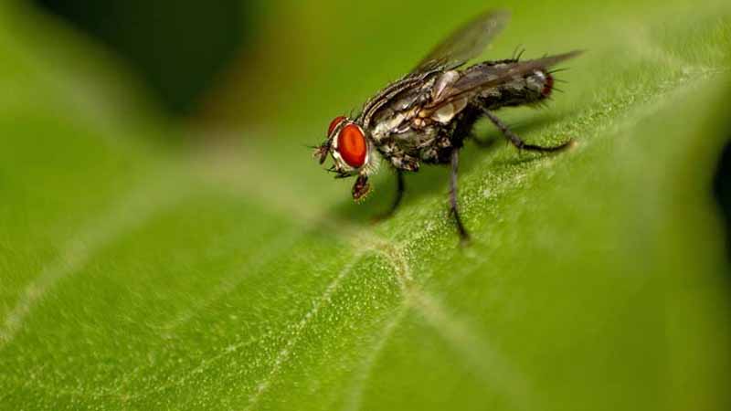 Ruồi số mấy? Bật mí ý nghĩa khi bạn mơ thấy ruồi chính xác