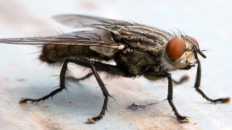 Ruồi số mấy? Bật mí ý nghĩa khi bạn mơ thấy ruồi chính xác