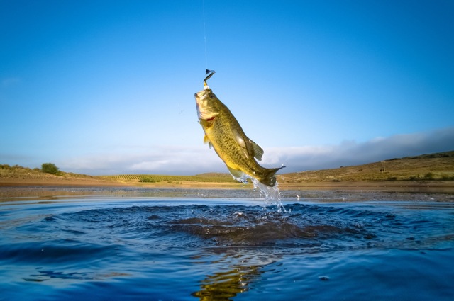Mơ bắt cá bằng lưỡi câu