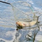 Mơ bắt được cá đánh số đề con nào? Điềm báo đại cát hay vận hạn đang đến?