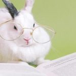 Mơ thấy con thỏ nên đánh số đề nào? Khám phá điềm báo tâm linh