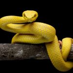 Mơ thấy rắn vàng là điềm gì? Cập nhập số đề may mắn nhất