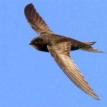 Yến số mấy? Giải mã giấc mơ thấy chim yến chuẩn xác theo tâm linh & lô đề