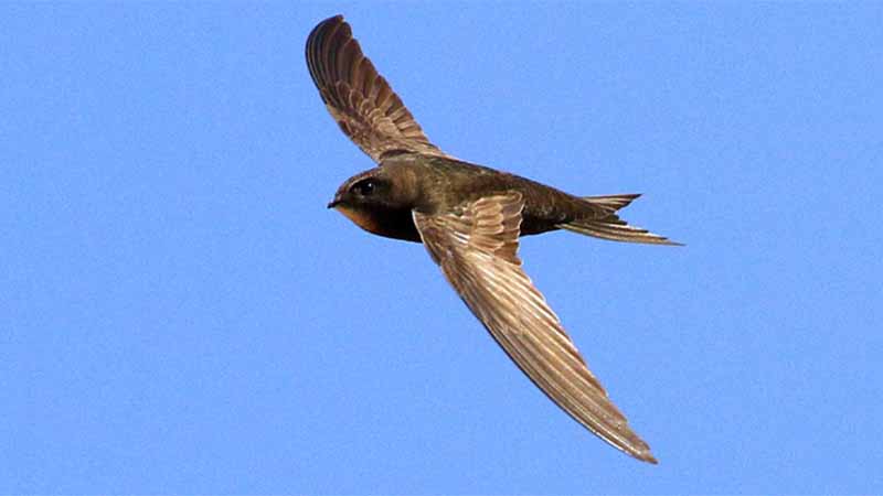 Yến số mấy? Giải mã giấc mơ thấy chim yến chuẩn xác theo tâm linh & lô đề