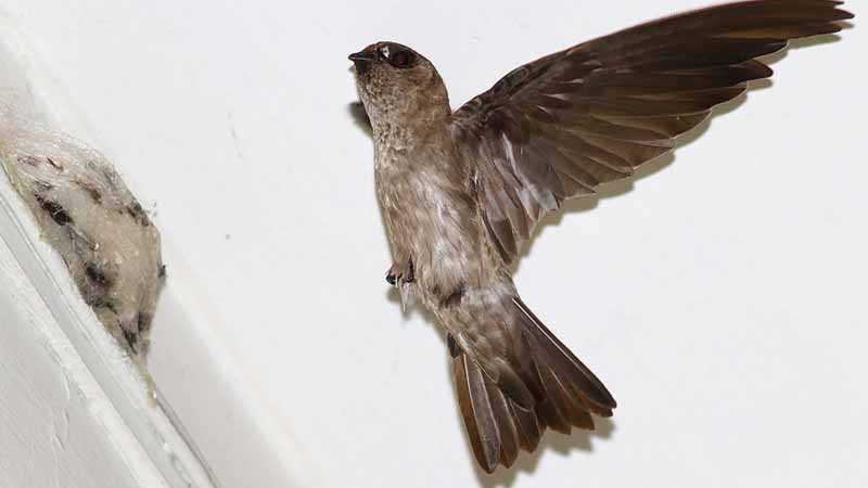 Yến số mấy? Giải mã giấc mơ thấy chim yến chuẩn xác theo tâm linh & lô đề