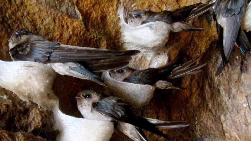 Yến số mấy? Giải mã giấc mơ thấy chim yến chuẩn xác theo tâm linh & lô đề