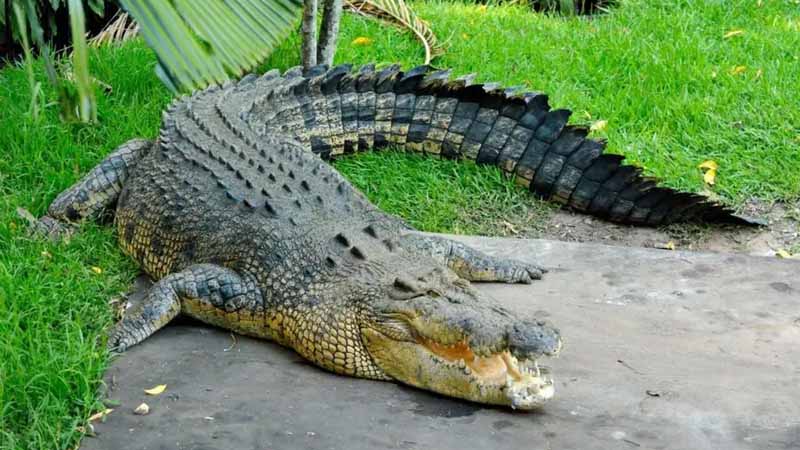 Cá sấu số mấy? Giải mã giấc mơ thấy cá sấu cực chuẩn
