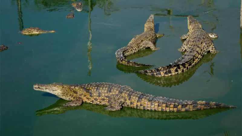 Cá sấu số mấy? Giải mã giấc mơ thấy cá sấu cực chuẩn