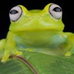 Ếch số mấy? Luận giải giấc mơ thấy ếch cực chi tiết