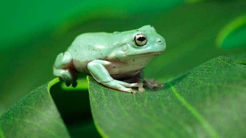 Ếch số mấy? Luận giải giấc mơ thấy ếch cực chi tiết