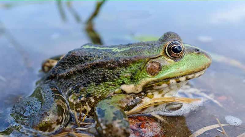 Ếch số mấy? Luận giải giấc mơ thấy ếch cực chi tiết