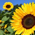 Hoa số mấy? Giải mã giấc mơ thấy hoa và con số may mắn