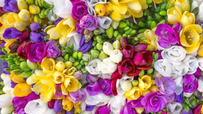 Hoa số mấy? Giải mã giấc mơ thấy hoa và con số may mắn