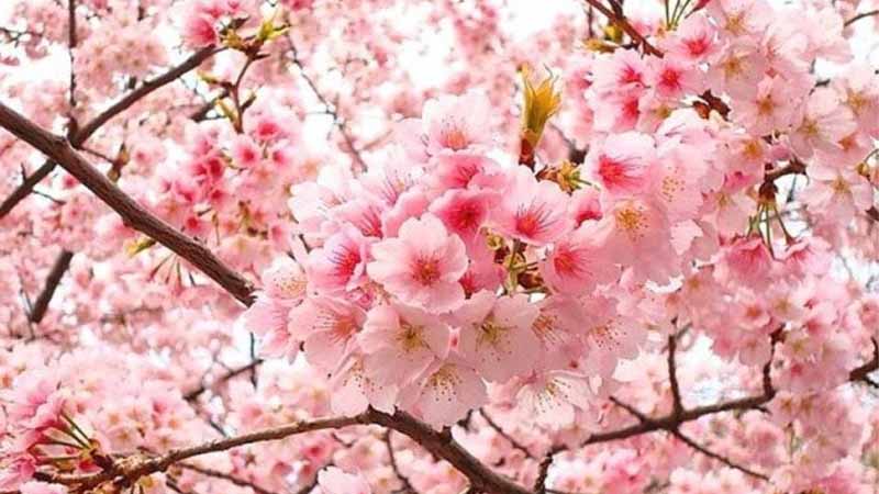 Hoa số mấy? Giải mã giấc mơ thấy hoa và con số may mắn