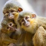 Khỉ số mấy? Bí ẩn giấc mơ thấy khỉ và lộc tài ẩn giấu