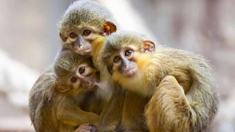 Khỉ số mấy? Bí ẩn giấc mơ thấy khỉ và lộc tài ẩn giấu