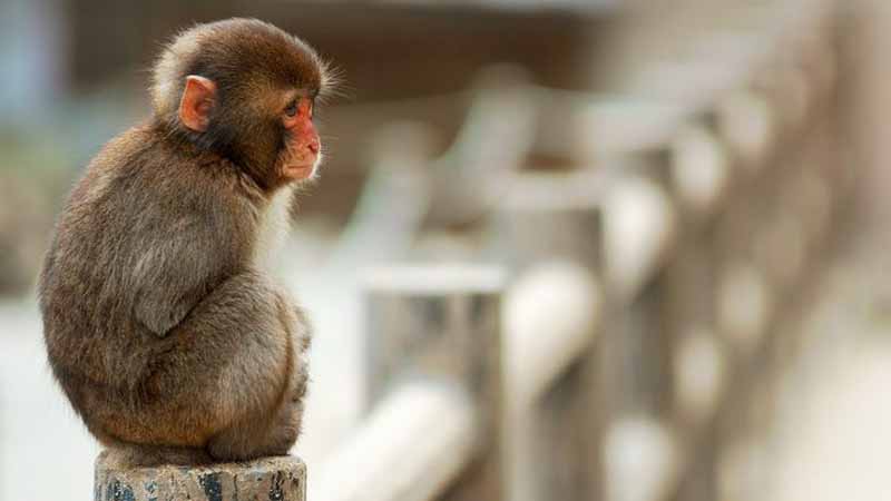 Khỉ số mấy? Bí ẩn giấc mơ thấy khỉ và lộc tài ẩn giấu