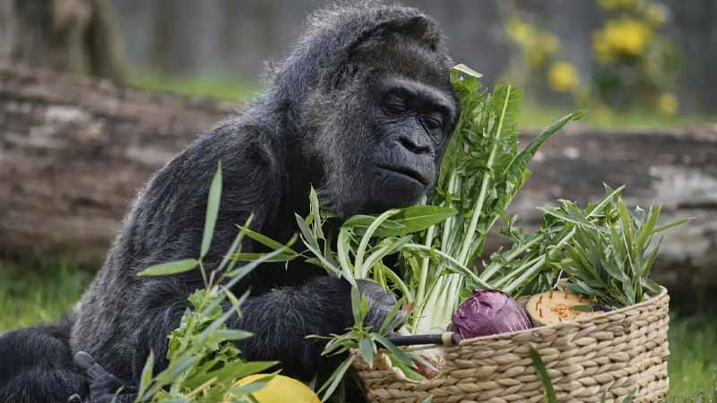 Khỉ số mấy? Bí ẩn giấc mơ thấy khỉ và lộc tài ẩn giấu