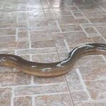 Lươn số mấy? Bí ẩn giấc mơ thấy lươn và con số may mắn