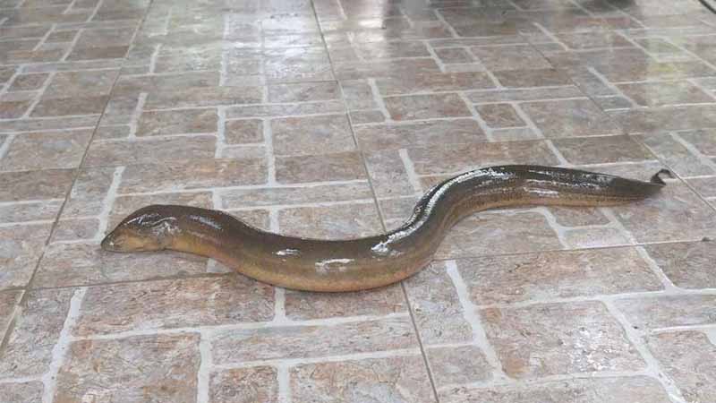 Lươn số mấy? Bí ẩn giấc mơ thấy lươn và con số may mắn