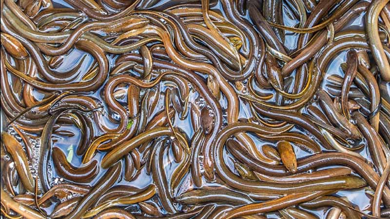 Lươn số mấy? Bí ẩn giấc mơ thấy lươn và con số may mắn