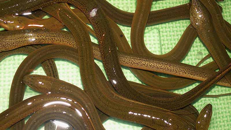 Lươn số mấy? Bí ẩn giấc mơ thấy lươn và con số may mắn