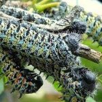 Sâu số mấy? Mơ thấy sâu là điềm lành hay dữ nên biết