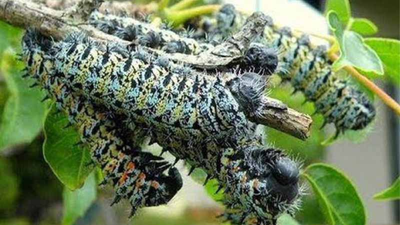 Sâu số mấy? Mơ thấy sâu là điềm lành hay dữ nên biết 